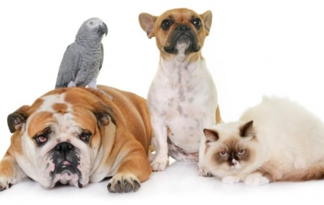 Homeopatía en animales